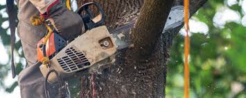 How Our Tree Care Process Works  in  Norcross, GA